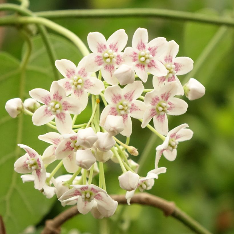 Wattakaka sinensis - Drégée de Chine (Flowering)