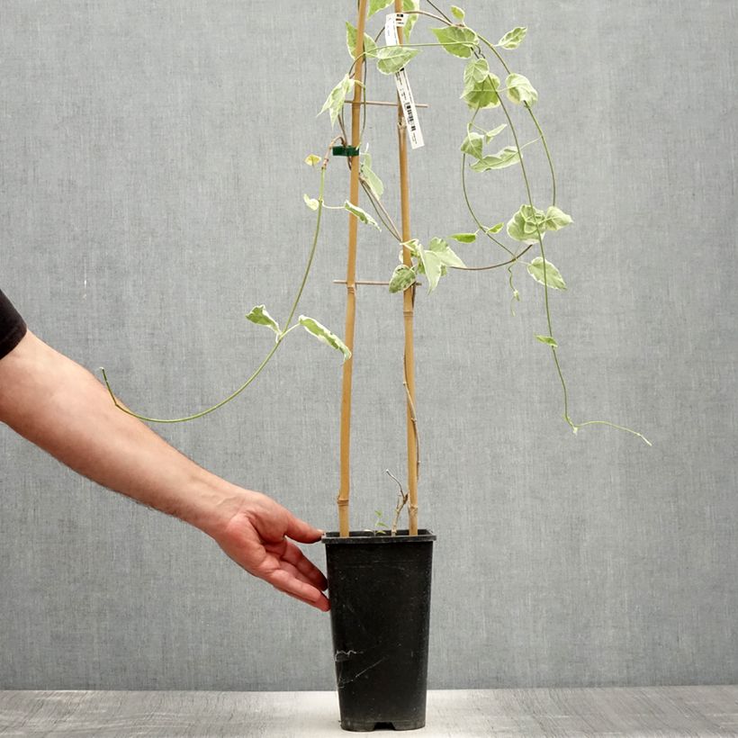 Spécimen de Wattakaka sinensis Variegata - Drégée de Chine Pot de 2L/3L tel que livré en été