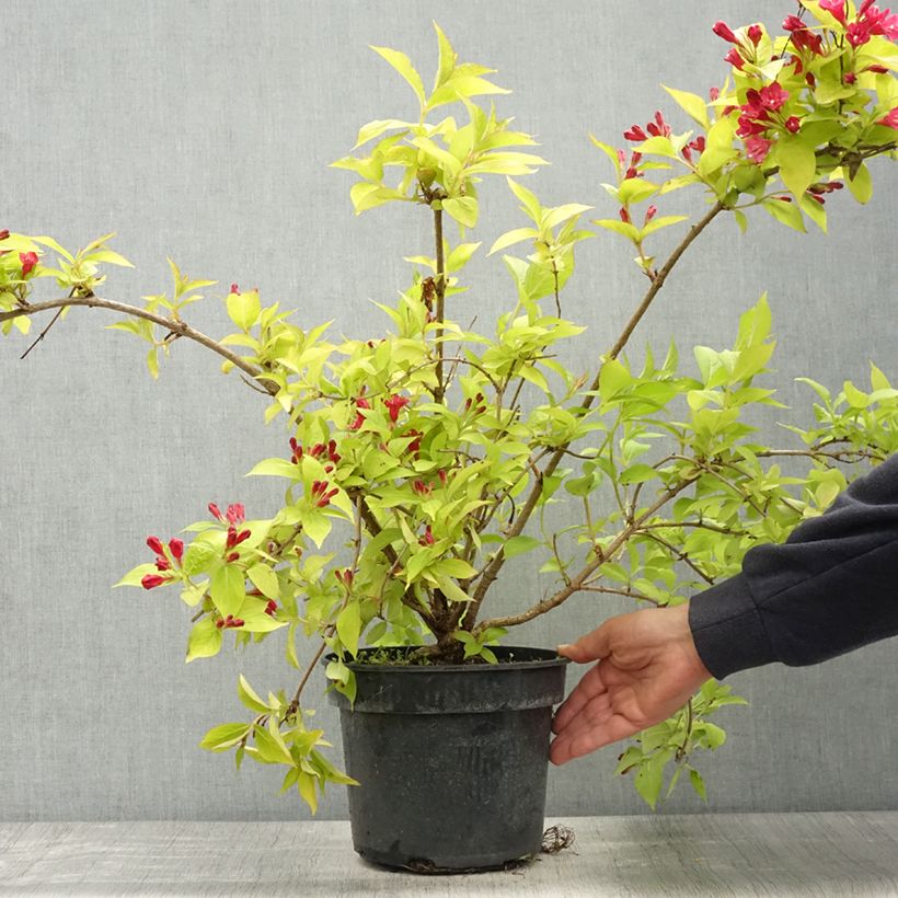 Example of Weigela Briant Rubidor Olympiade Pot de 4L/5L as you get in printemps