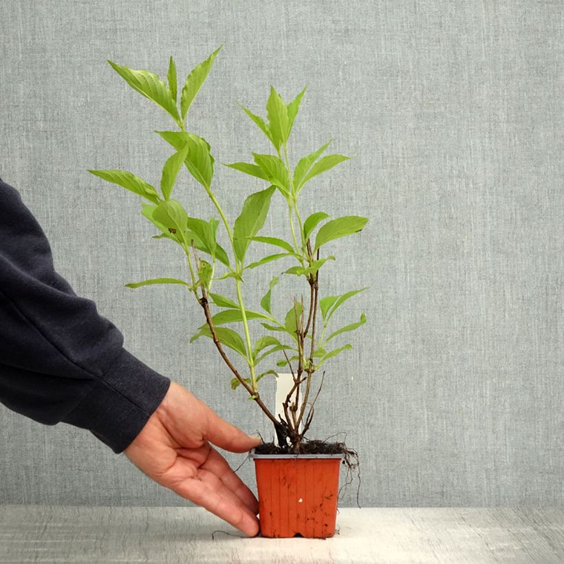 Example of Weigela Candida - Weigélia Godet de 8/9 cm as you get in printemps