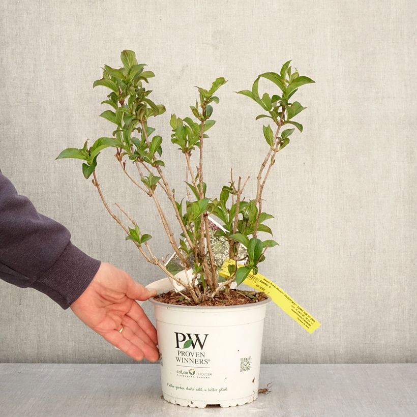 Spécimen de Weigela Colourtwist Sunny Side Up Pot de 3L/4L tel que livré au printemps