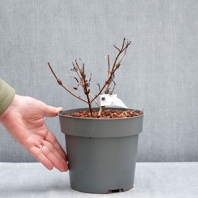 Example of Weigela Electric Love Pot de 2L/3L as you get in hiver