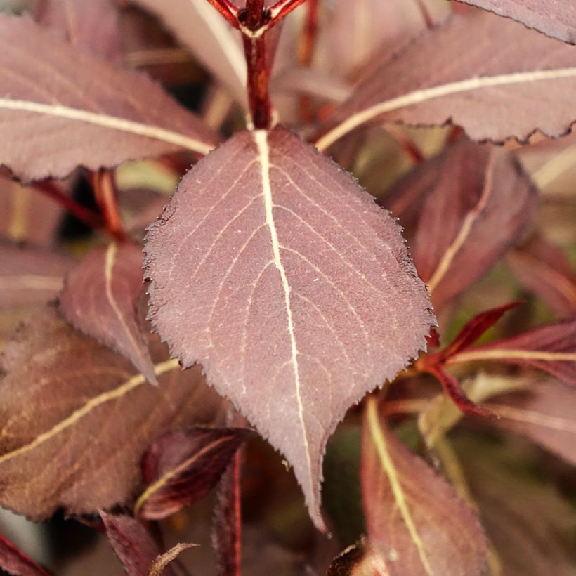 Weigela Electric Love (Foliage)