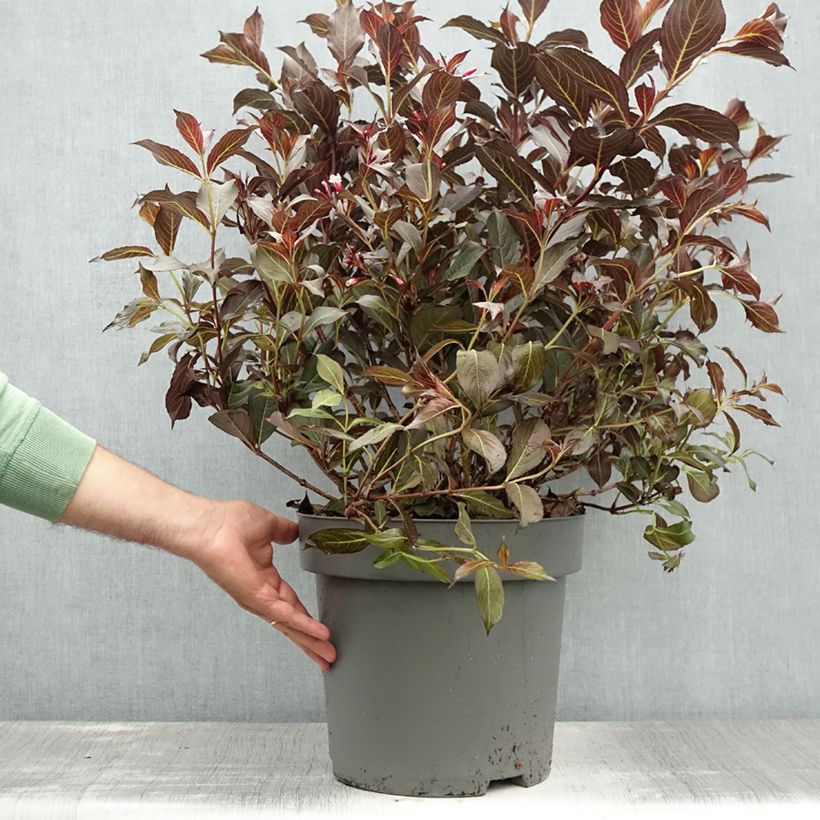 Spécimen de Weigela florida Alexandra - Weigélia Pot de 4L/5L tel que livré en été