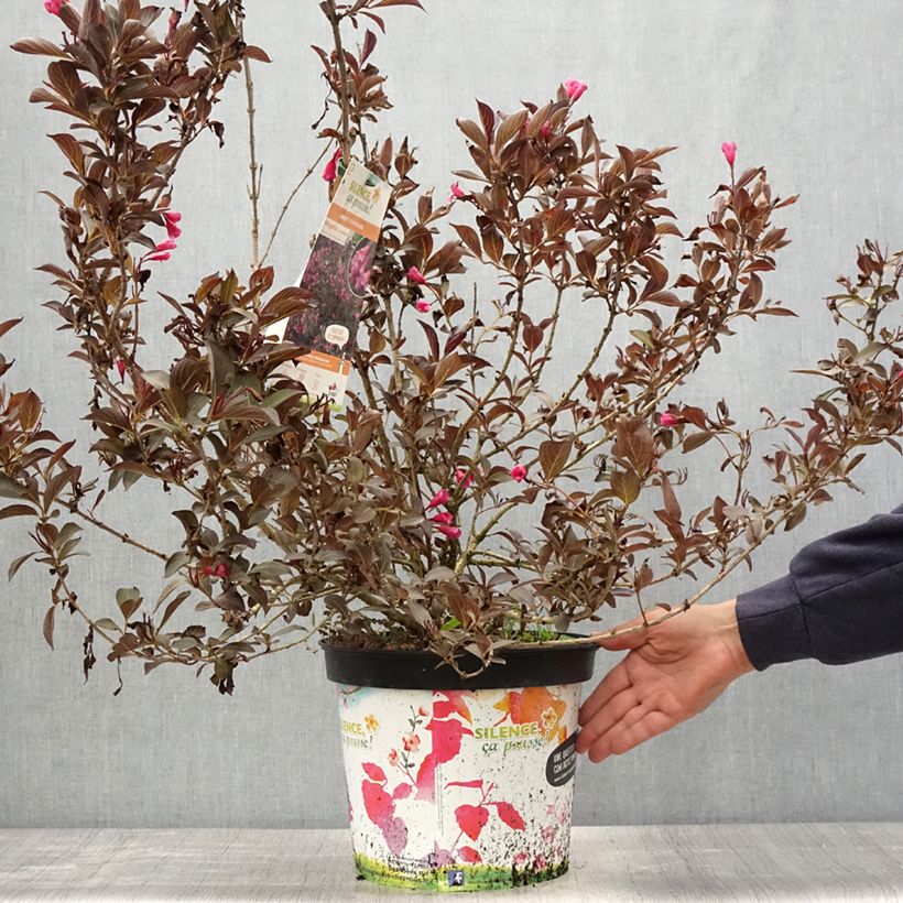 Example of Weigela florida Alexandra - Weigélia Pot de 4L/5L as you get in printemps