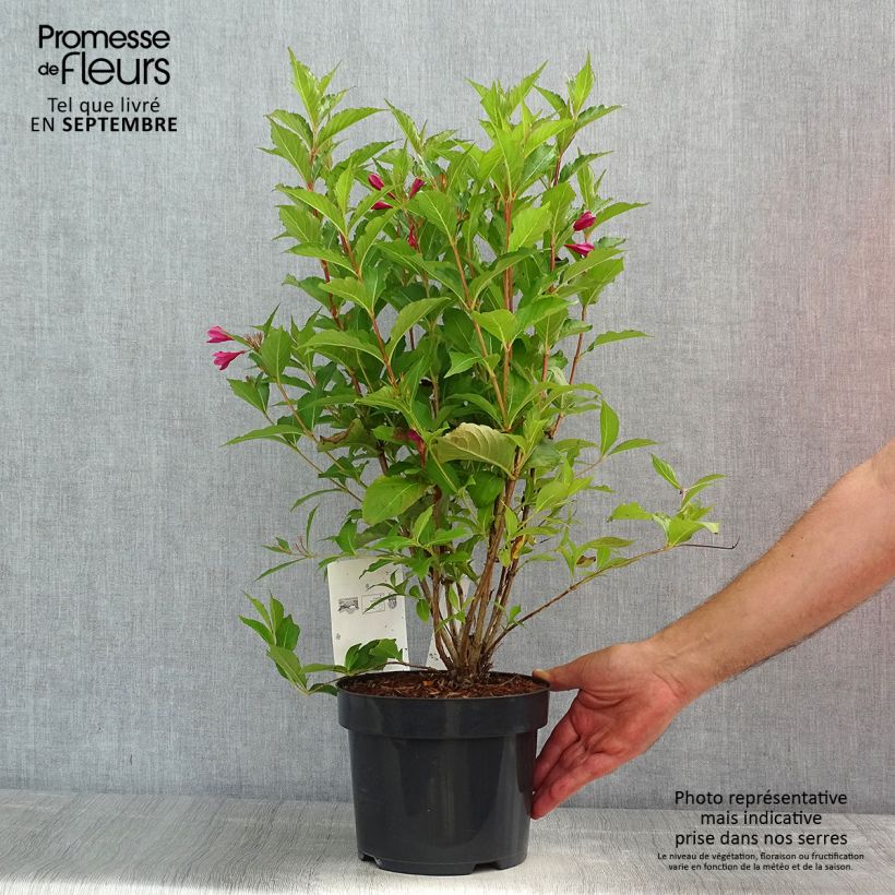 Spécimen de Weigela florida Big Love Pot de 3L/4L tel que livré en été