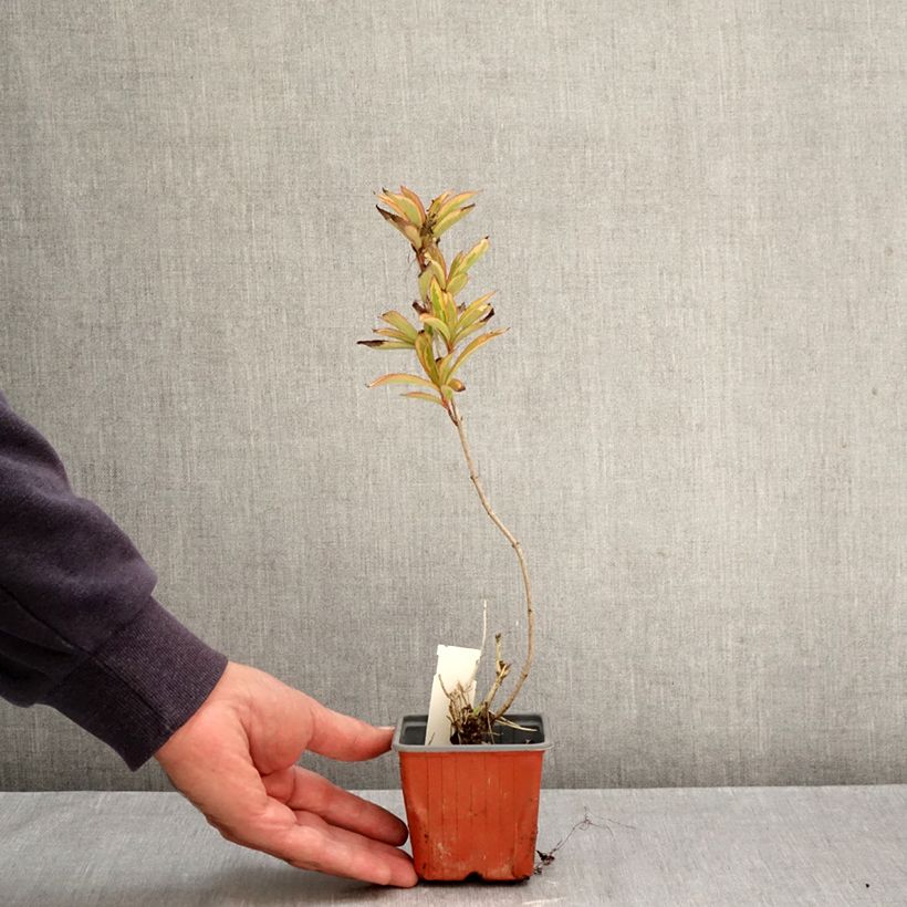 Spécimen de Weigela florida Brigela Godet de 8/9 cm tel que livré en automne