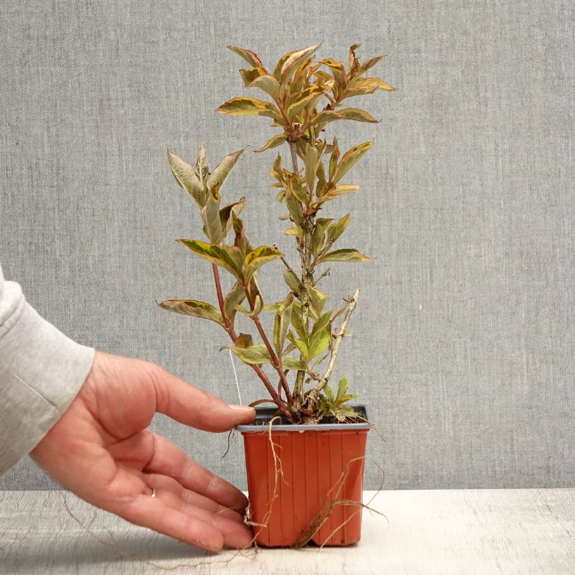 Example of Weigela florida Brigela Godet de 8/9 cm as you get in printemps