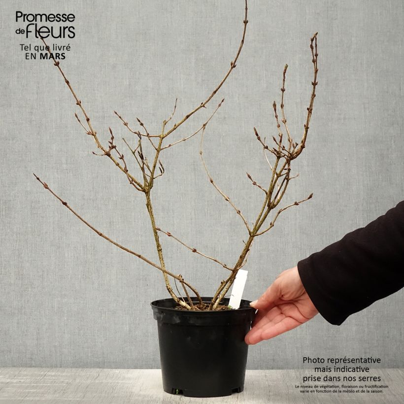 Example of Weigela florida Foliis Purpureis - Weigela florida Purpurea - Weigelia pourpre Pot de 2L/3L as you get in printemps