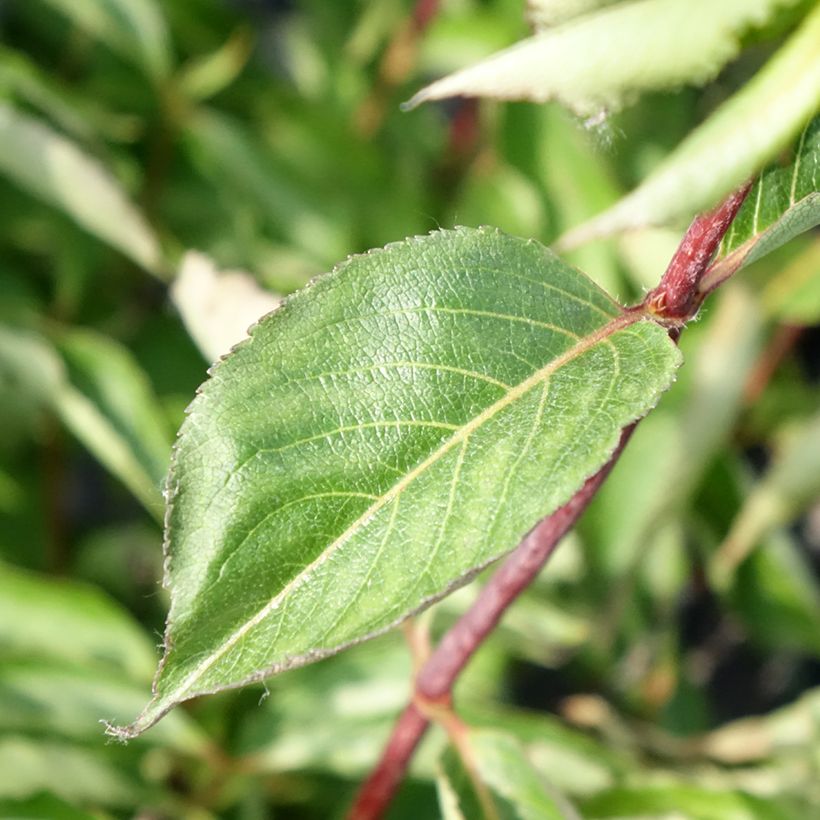 Weigela florida Korea (Foliage)