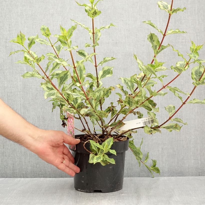 Spécimen de Weigela florida Magical Rainbow Pot de 3L/4L tel que livré en été