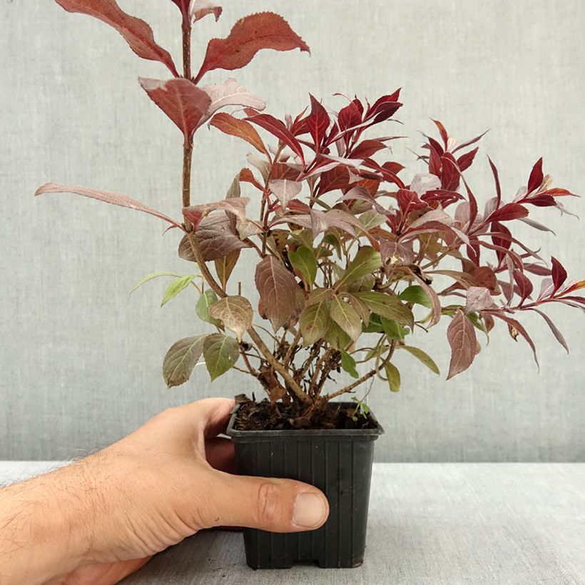Spécimen de Weigela florida Midnight Wine Godet de 8/9 cm tel que livré en été