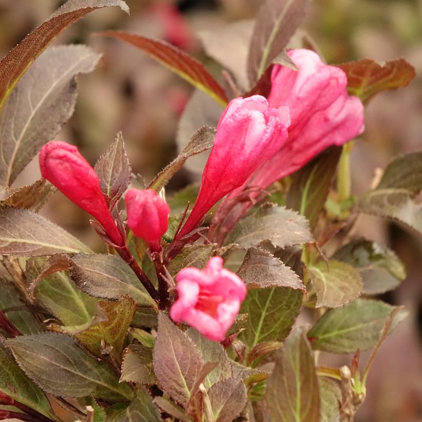 Weigela florida Midnight Wine (Floraison)