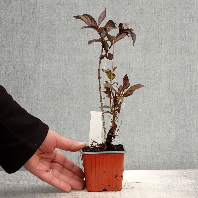 Example of Weigela florida Minor Black Godet de 8/9 cm as you get in printemps