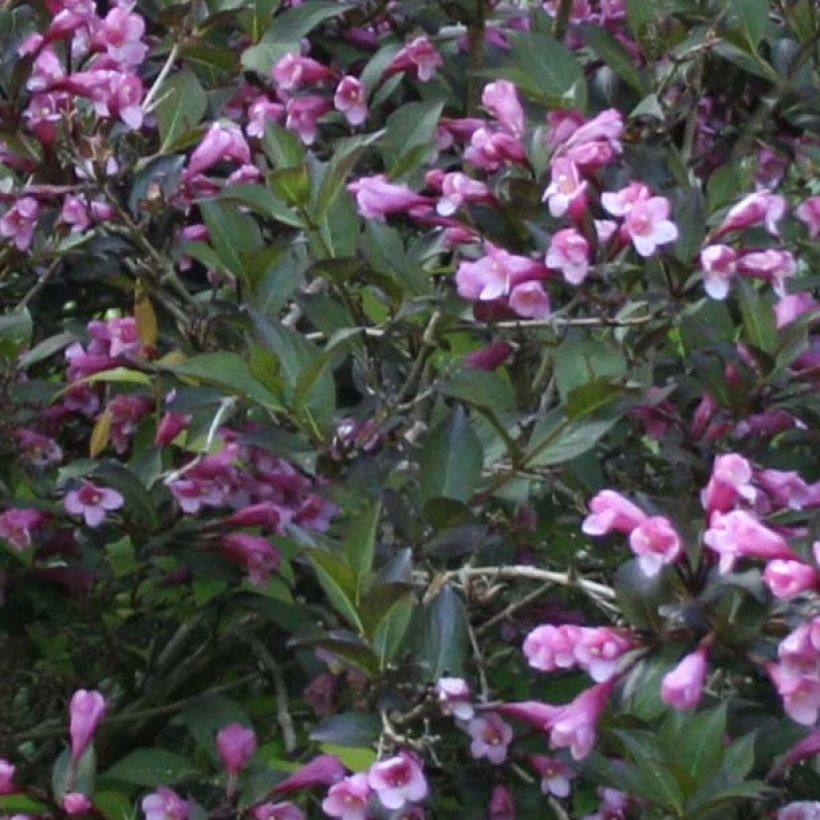 Weigela florida Nana Purpurea - Weigélia pourpre nain  (Foliage)