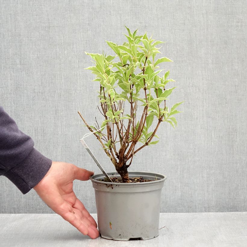 Example of Weigela florida Suzanne Pot de 2L/3L as you get in printemps