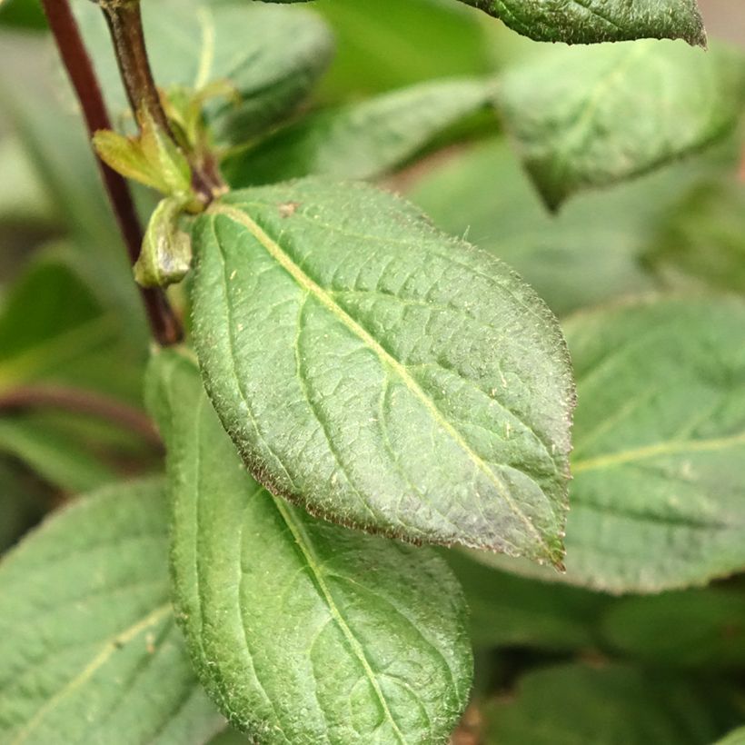 Weigela florida Vintage Love (Feuillage)