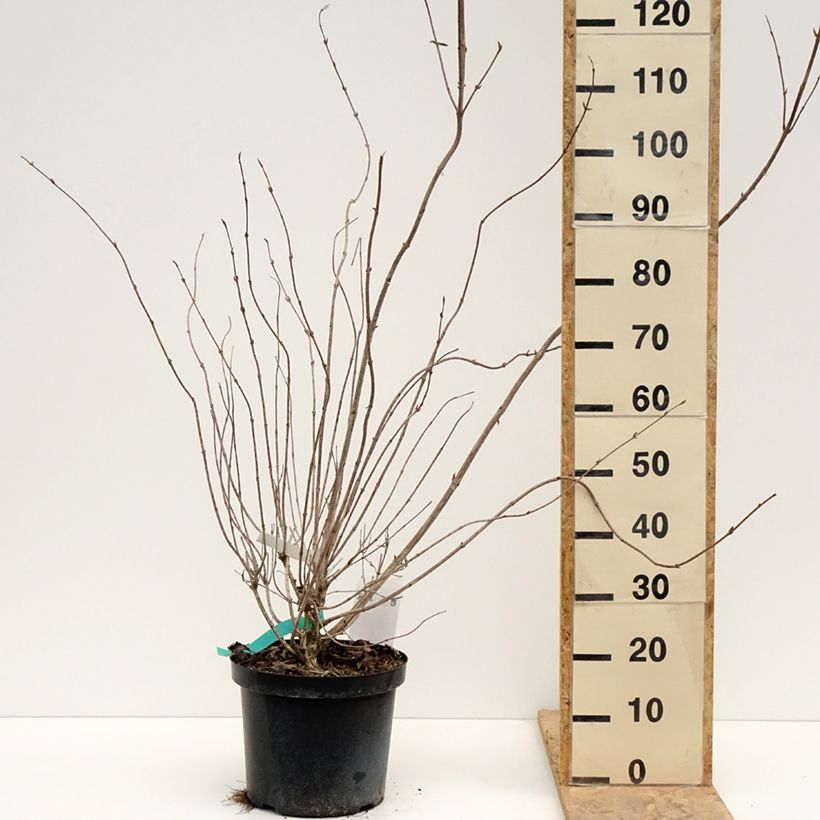 Example of Weigela hybride Red Prince Pot de 7,5L/10L as you get in printemps