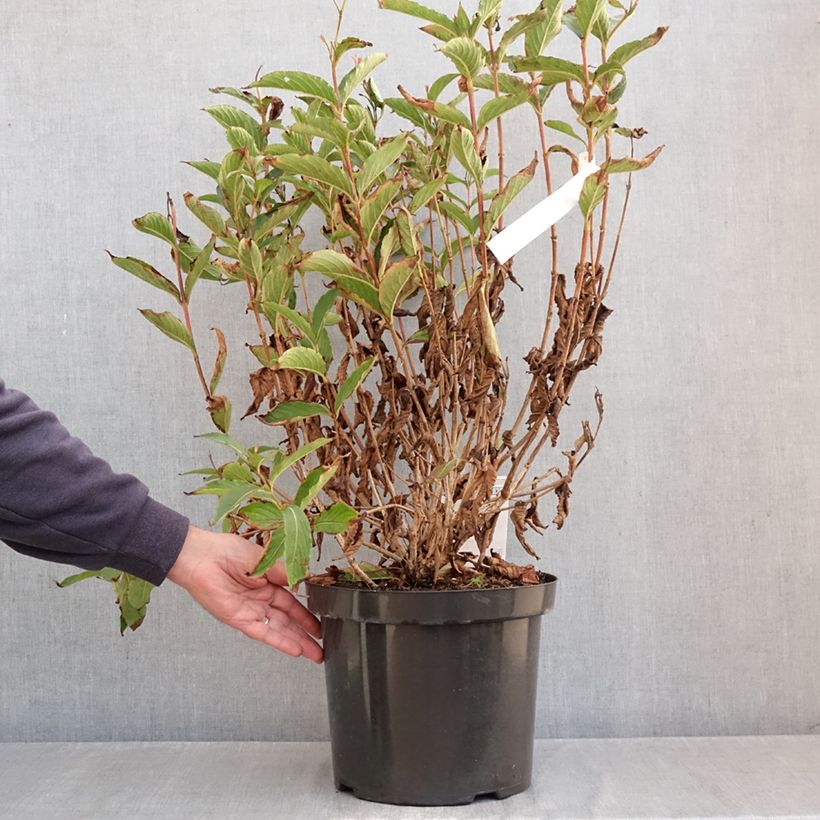 Spécimen de Weigela hybride Red Prince Pot de 7,5L/10L tel que livré en automne