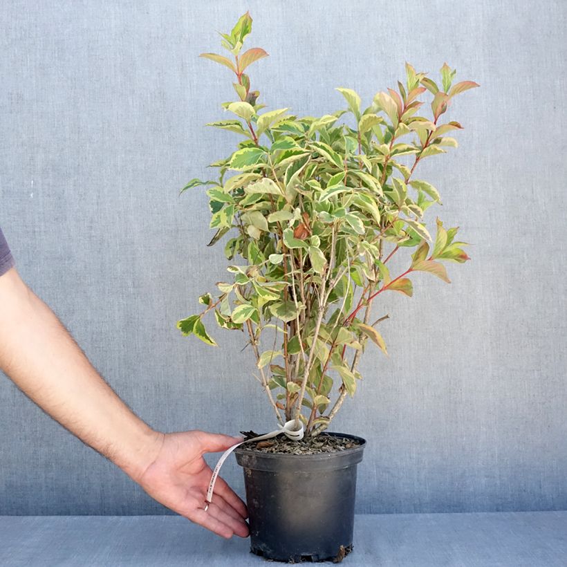 Spécimen de Weigela Kosteriana Variegata - Weigelia Kosteriana Variegata Pot de 2L/3L tel que livré en été