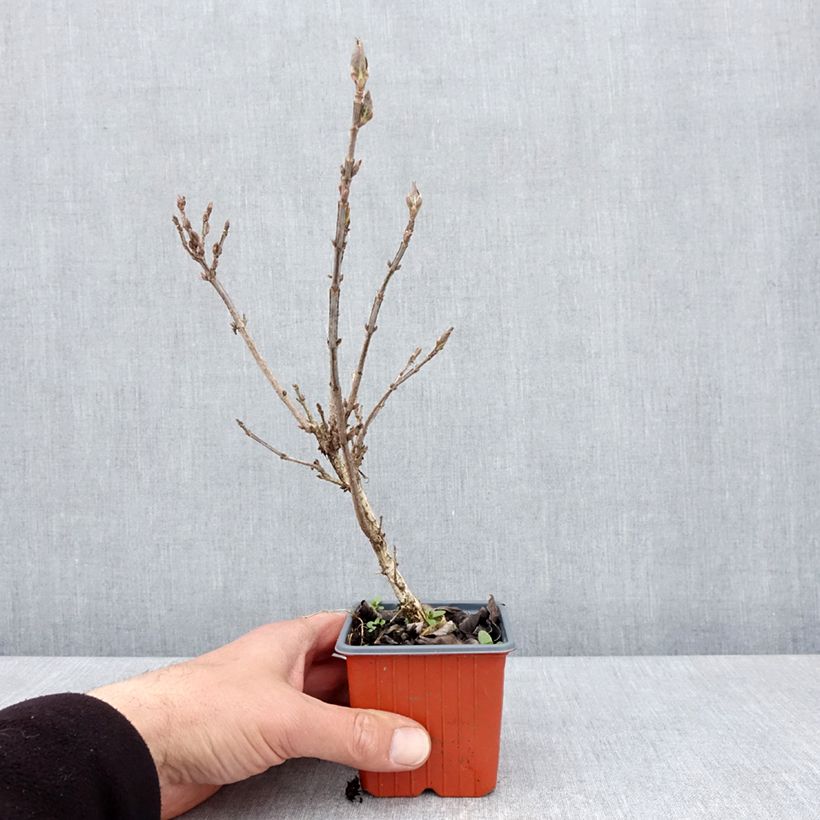 Example of Weigela Minuet Godet de 8/9 cm as you get in printemps