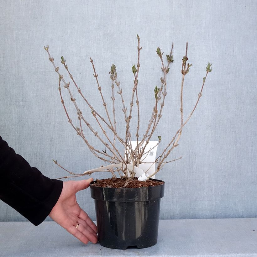 Example of Weigela Minuet Pot de 2L/3L as you get in printemps