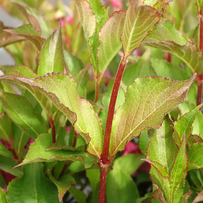 Weigela Rumba (Foliage)