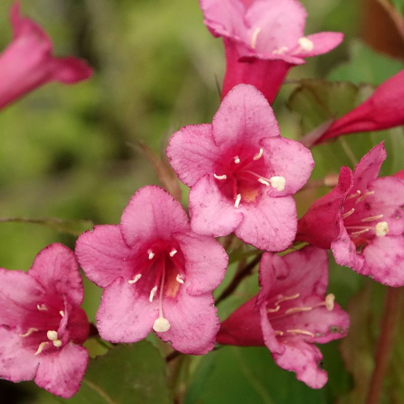 Weigela Rumba (Flowering)