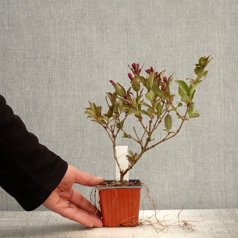 Example of Weigela Rumba Godet de 8/9 cm as you get in printemps