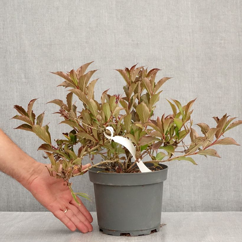 Spécimen de Weigela Rumba Pot de 3L/4L tel que livré en été