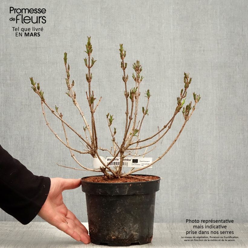 Example of Weigela Rumba Pot de 3L/4L as you get in printemps