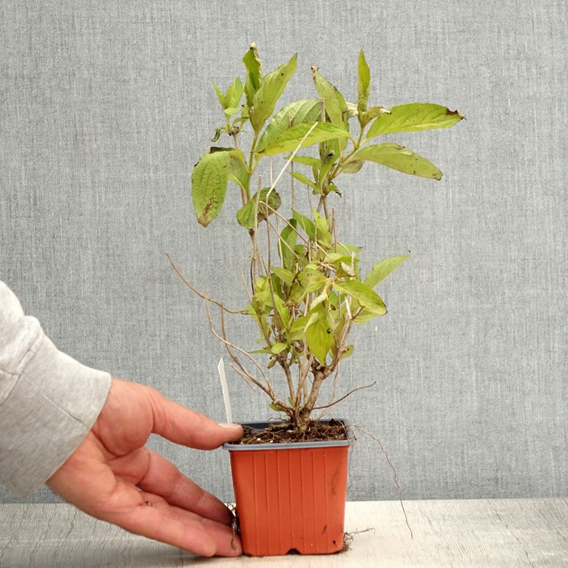 Example of Weigela Snowflake Godet de 8/9 cm as you get in printemps