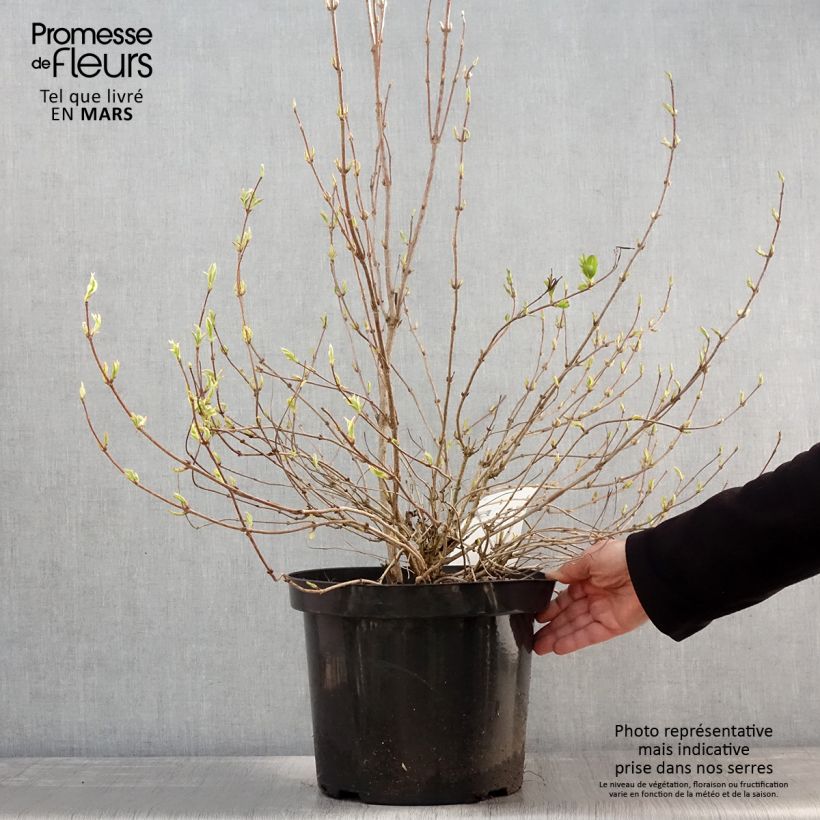 Spécimen de Weigela White Lightning Pot de 7,5L/10L tel que livré au printemps