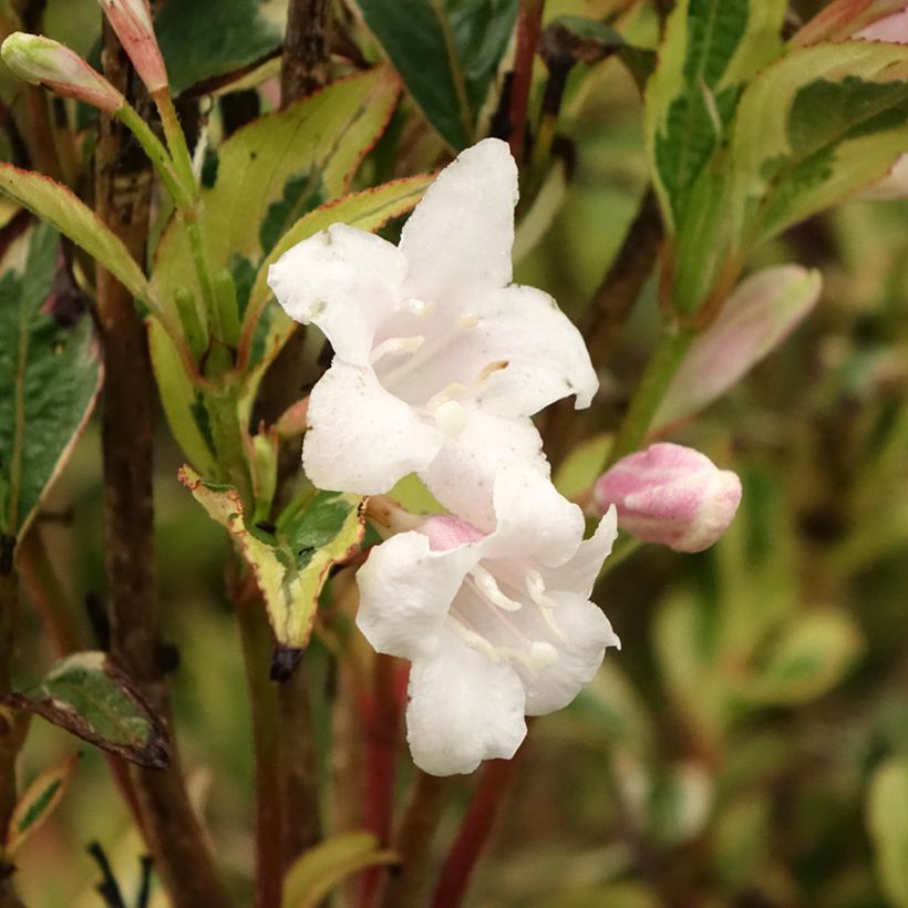 Weigela White Lightning (Floraison)
