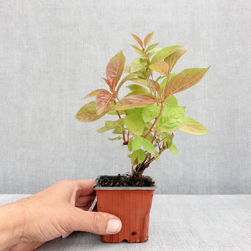 Example of Weigela Wings of Fire  Godet de 8/9 cm as you get in printemps