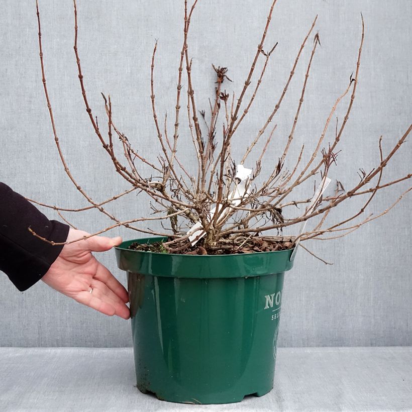 Example of Weigelia All Summer Peach Pot de 7,5L/10L as you get in hiver