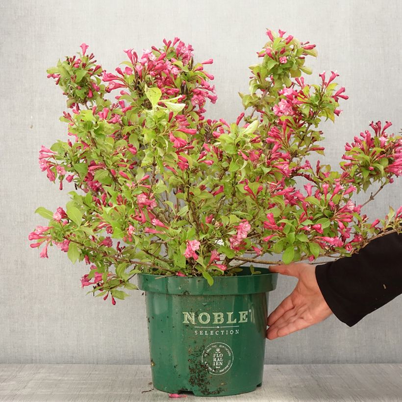 Spécimen de Weigelia florida Princess Ayla Pot de 7,5L/10L tel que livré au printemps