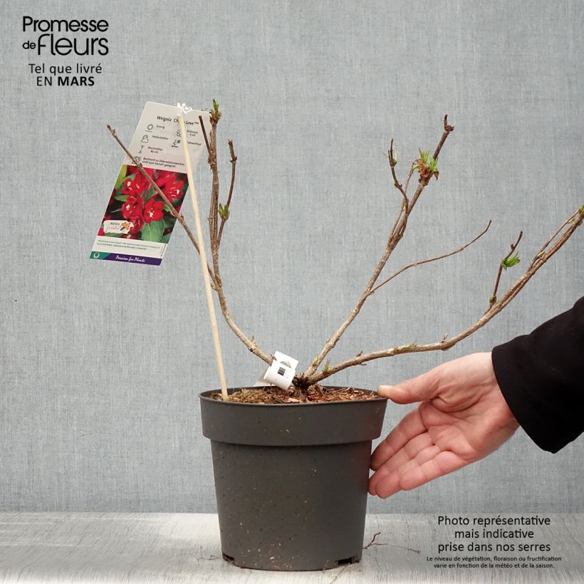 Example of Weigelia hybride Cherry Love Pot de 3L/4L as you get in printemps