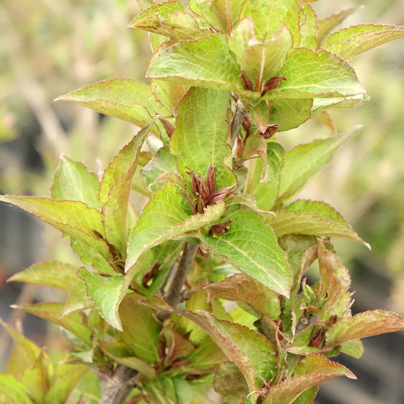 Weigelia hybride Cherry Love (Foliage)