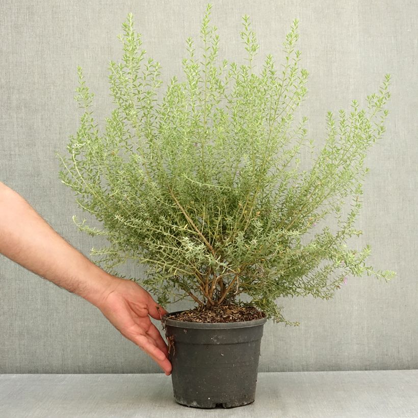 Spécimen de Westringia fruticosa Blue Gem - Romarin d'Australie Pot de 3L/4L tel que livré en été