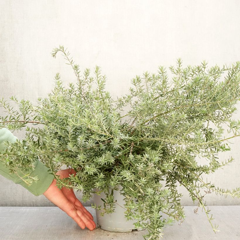 Example of Westringia fruticosa Blue Gem - Romarin d'Australie Pot de 3L/4L as you get in hiver