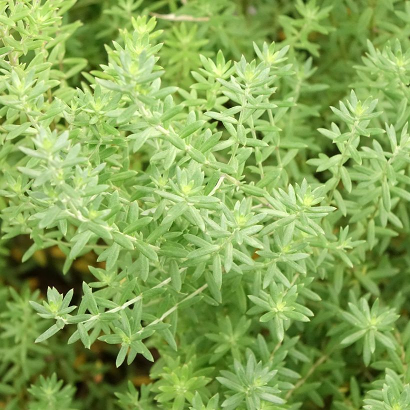 Westringia fruticosa Blue Gem - Romarin d'Australie (Foliage)