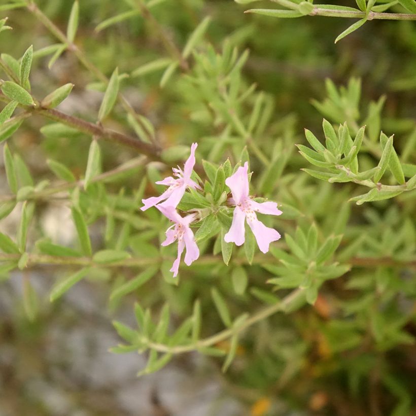 Westringia fruticosa Blue Gem - Romarin d'Australie (Flowering)