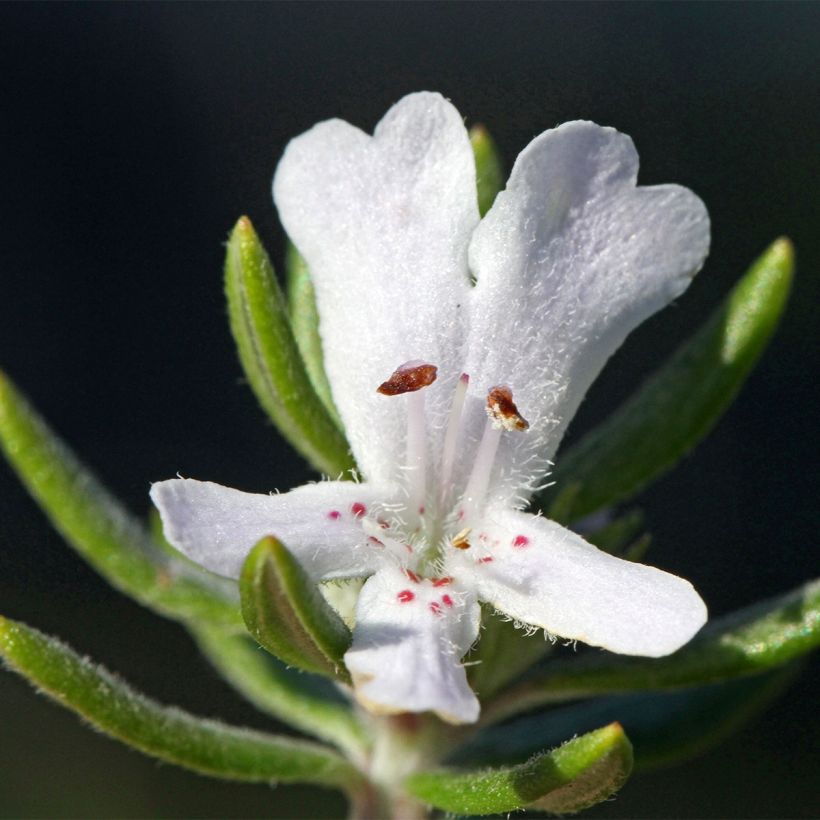 Westringia fruticosa Mundi - Romarin d'Australie (Flowering)