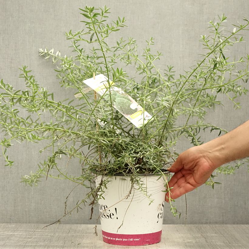 Spécimen de Westringia fruticosa Mundi - Romarin d'Australie Pot de 3L/4L tel que livré en été