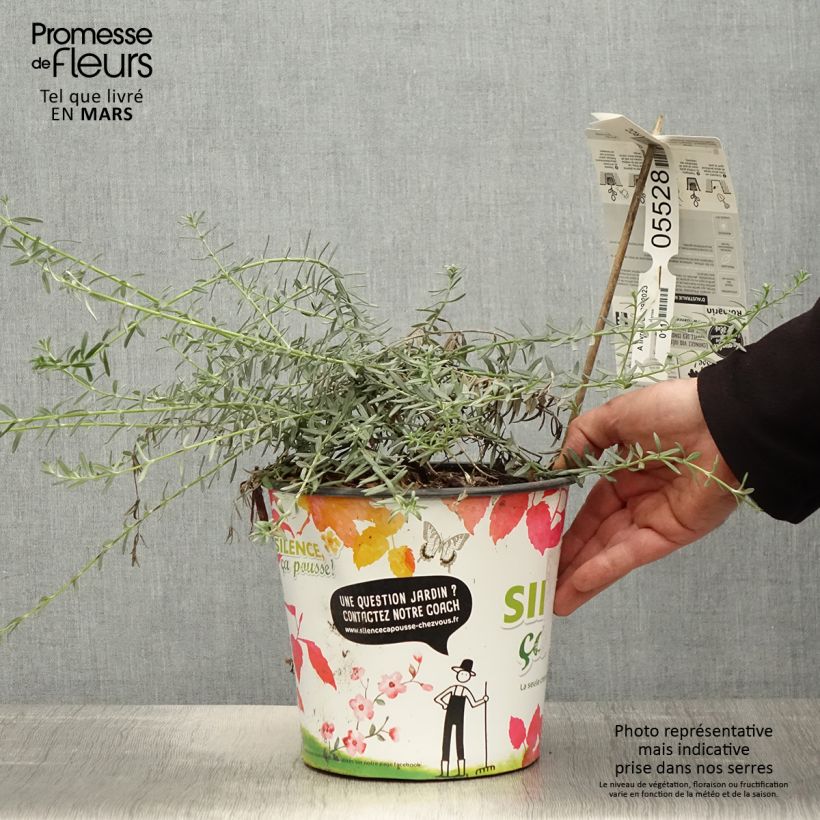 Example of Westringia fruticosa Mundi - Romarin d'Australie Pot de 3L/4L as you get in printemps