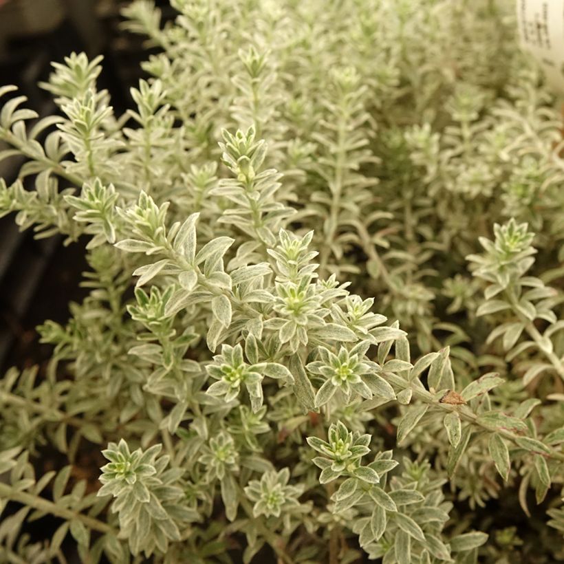 Westringia fruticosa Smookie - Romarin d'Australie (Foliage)
