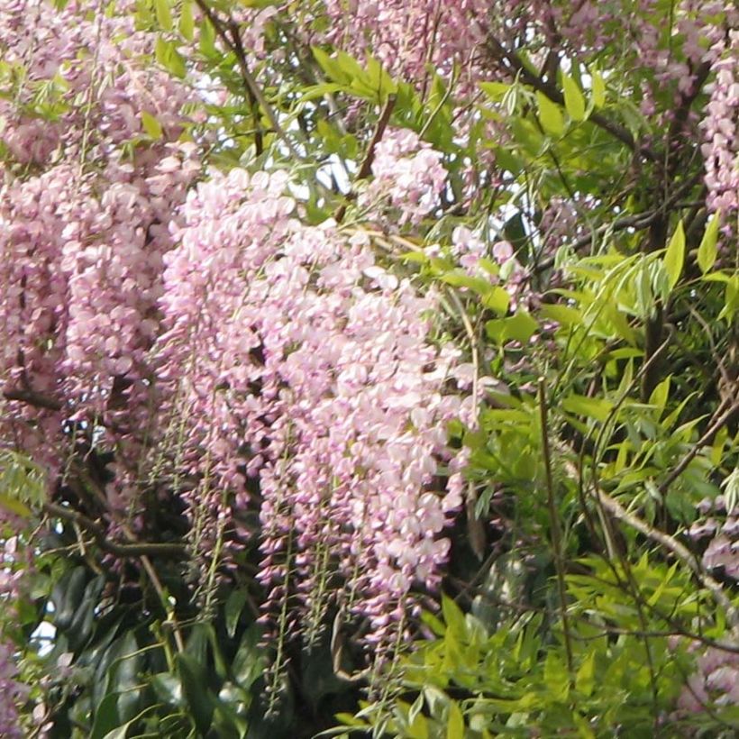 Glycine du Japon - Wisteria floribunda Honbeni (Rosea, Pink Ice) (Flowering)