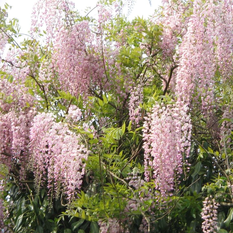 Glycine du Japon - Wisteria floribunda Honbeni (Rosea, Pink Ice) (Plant habit)