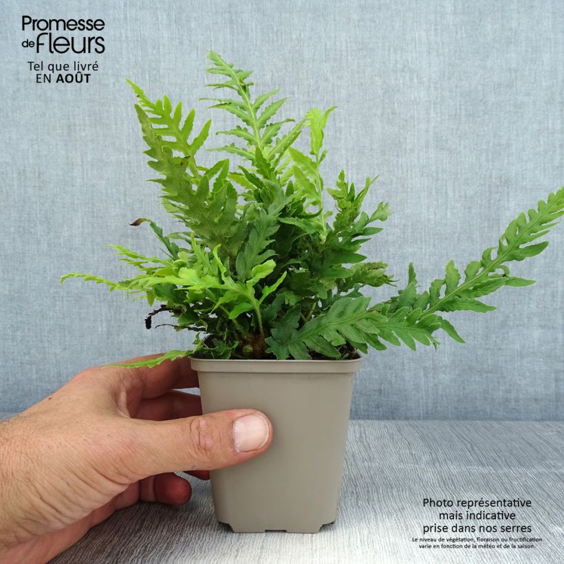 Spécimen de Woodwardia fimbriata - Fougère  Godet de 8/9 cm tel que livré en été